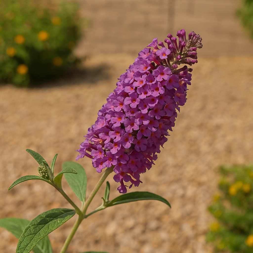 Purple-flowered Butterfly Bush attracting butterflies in Gilbert
