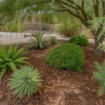 Shade-loving mulch protecting plants in a Chandler yard during summer
