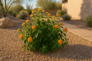 A healthy, well-pruned Lantana plant in a Gilbert garden