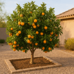 A thriving citrus tree in a Gilbert backyard