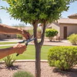 Pruning techniques being used on a tree in a Gilbert yard
