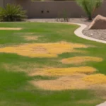 Yellow grass patches caused by iron deficiency in a Gilbert lawn