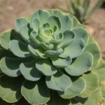 Ornamental plant leaves curling and distorted in the summer heat