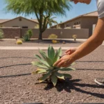 A person evaluating plants and soil in a Queen Creek yard in mid-summer.