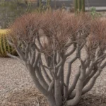 An overpruned shrub with bare, stubby branches in a Southeast Valley yard