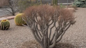 An overpruned shrub with bare, stubby branches in a Southeast Valley yard