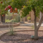 Pomegranate tree with ripe fruits in light shade in a Queen Creek yard