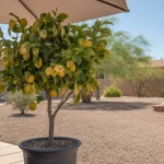 Potted lemon tree shaded by patio umbrella during Queen Creek heatwave