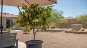 Potted lemon tree shaded by patio umbrella during Queen Creek heatwave
