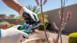 Pruning a flowering desert shrub in a Gilbert yard