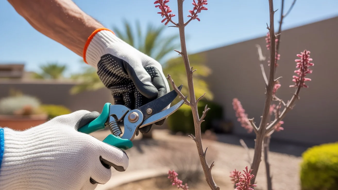 Pruning a flowering desert shrub in a Gilbert yard