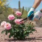 Hands pruning a rose bush in a Southeast Valley garden in spring