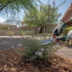 Pruning and mulching a spring garden bed in Chandler, AZ
