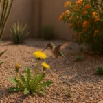 Hummingbird feeding on a dandelion in a Chandler yard