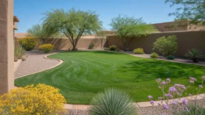 Spring lawn care in Gilbert, AZ backyard with lush green grass and blooming desert plants.