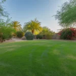 Spring lawn care in Mesa, Arizona backyard with lush green grass and blooming desert plants