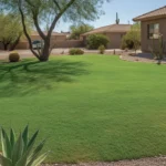 Lush green grass lawn in spring with landscaping and house in Southeast Valley Arizona