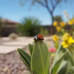 Ladybug on plant leaf in a Chandler backyard in spring