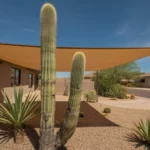 Cactus shaded by a screen in a Chandler yard during summer