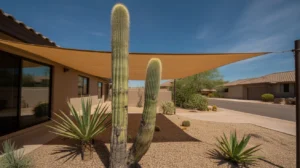 Cactus shaded by a screen in a Chandler yard during summer