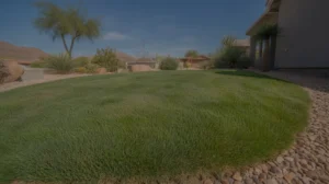 Close up of lush green desert grass in a Mesa backyard lawn during summer