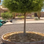 A person watering a desert tree in Queen Creek during summer, with mulch around the base of the tree