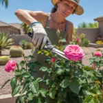 A person tending to pink roses in a sunny Gilbert garden, pruning with gloved hands