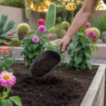 Soil amendments for vibrant summer blooms in a Gilbert garden