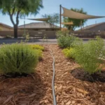 Mulched garden bed with drip irrigation in the Southeast Valley summer